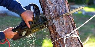 Best Lawn Pest Prevention  in Dexter, GA