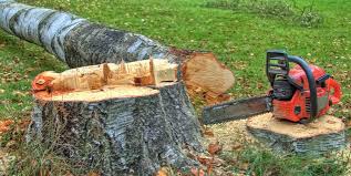  Dexter, GA Tree Care Pros