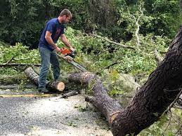 Best Tree Health Inspection  in Dexter, GA