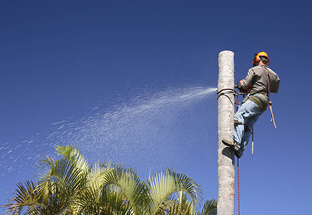 Best Weed Control  in Dexter, GA