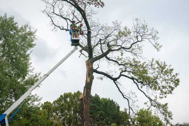 Best Commercial Tree Services  in Dexter, GA