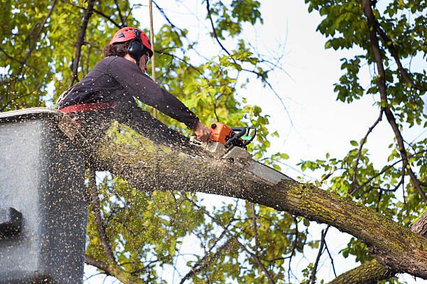 Best Tree Removal  in Dexter, GA